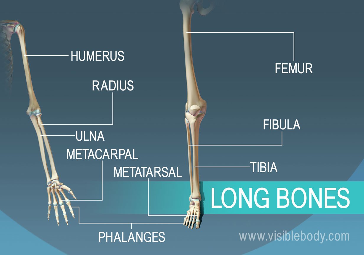 Examples of 9 Long bones found in the body