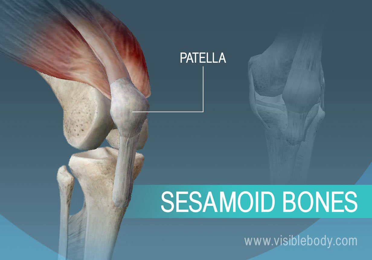 A sesamoid bone of the body, the patella