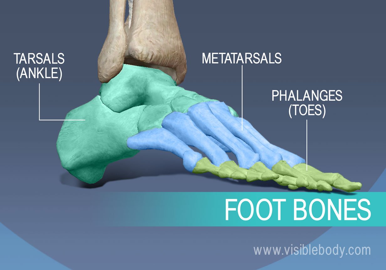 Bones of the foot, Metatarsals, proximal, middle and distal phalanges