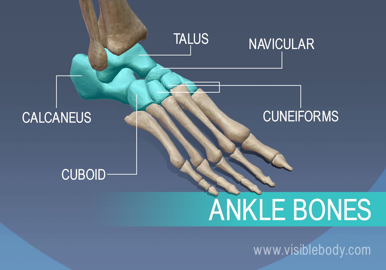 Ankle bones, talus, navicular, cuneiforms, calcaneus, and cuboid