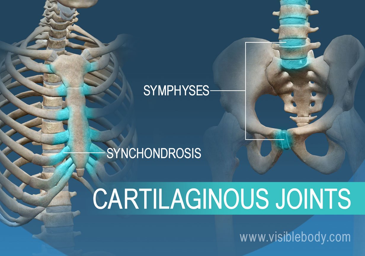 Synchondrosis and symphyses, two types of cartilaginous joints