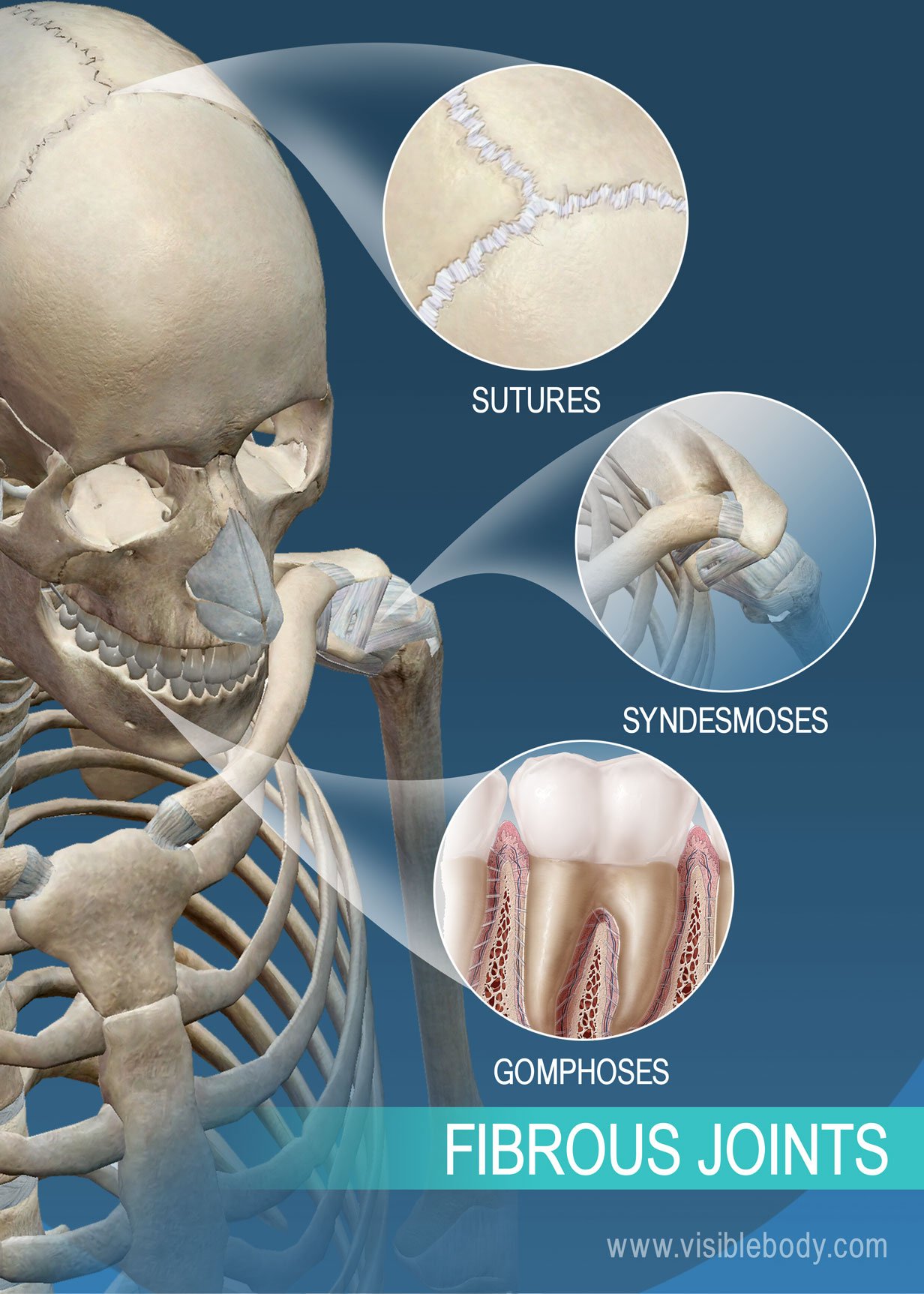 Sutures, syndesmoses, and gomphoses: fibrous joints