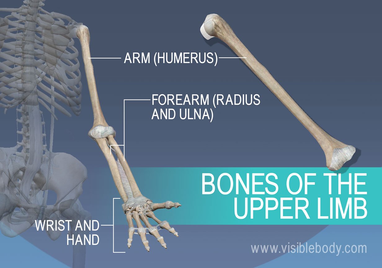 The humerus, radius, ulna, and bones of the wrist and hand