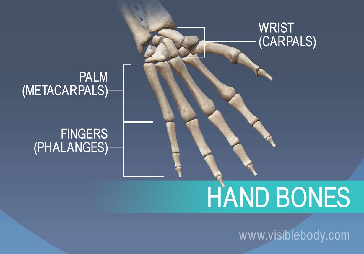 Bones of the hand, metacarpals, proximal, middle, and distal phalanges
