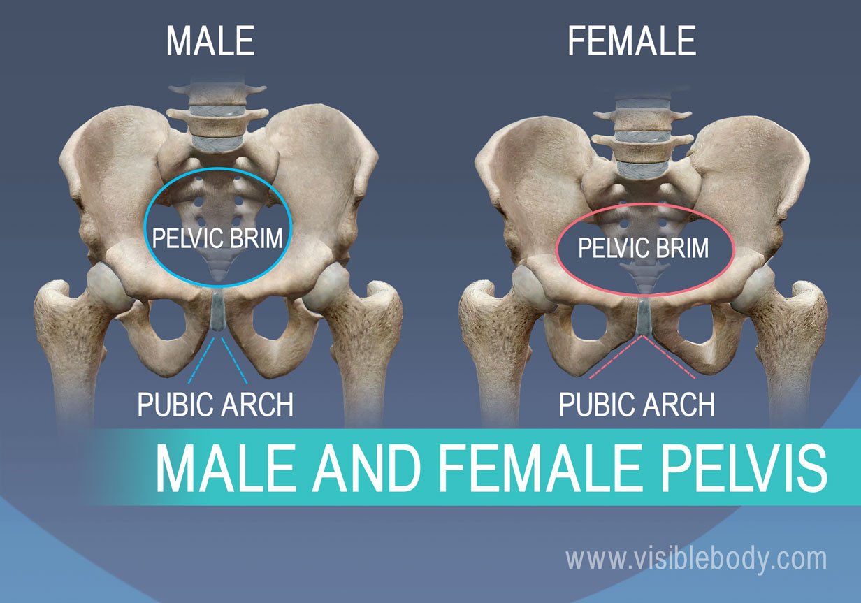 Difference between pubic brim and pubic arch in male and female