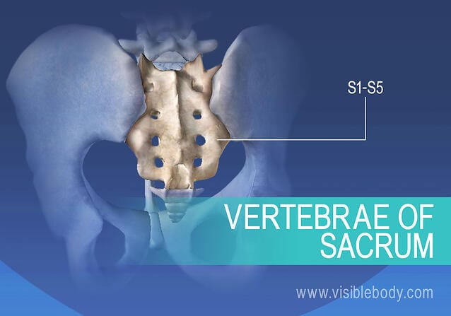Fused sacral vertebrae, S1-S5