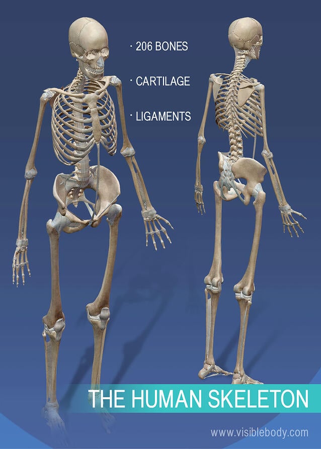 Full skeleton of the human body