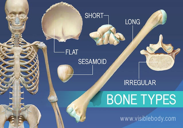 Overview of 5 bone types, long, short, flat, irregular, and sesamoid