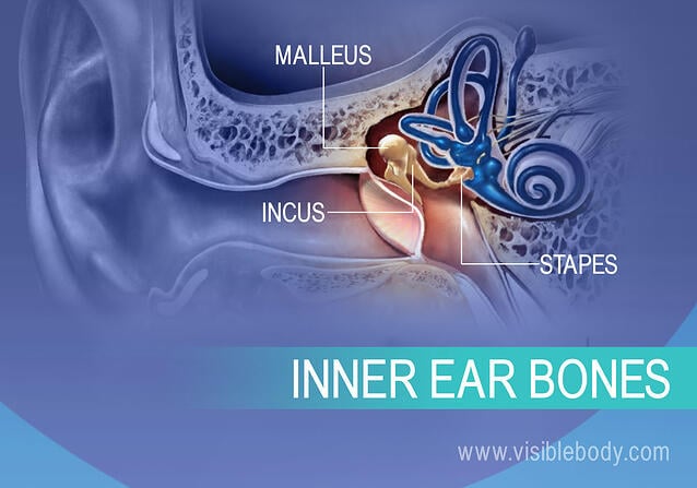 Inner ear bones, the Incus, Malleus, and Stapes