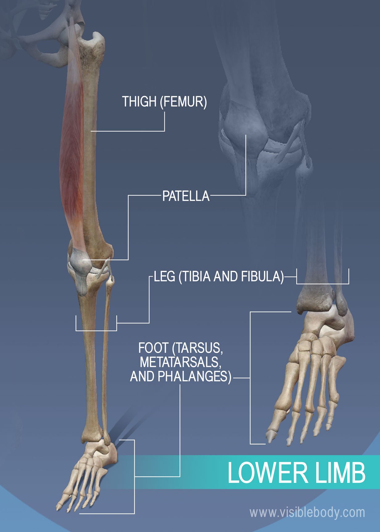 Thigh, leg, and ankle bones of the lower limb