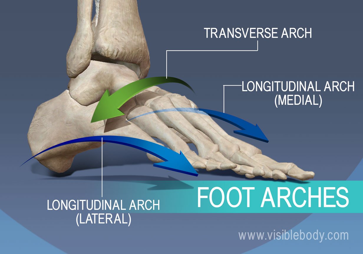 Foot arches, transverse, lateral longitudinal, and medial longitudinal