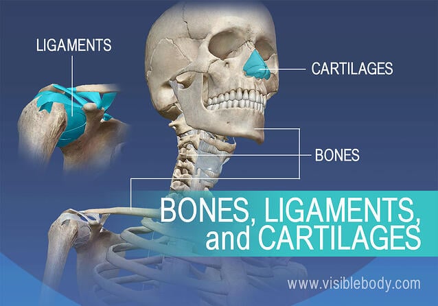 Ligaments and cartilage in the human body