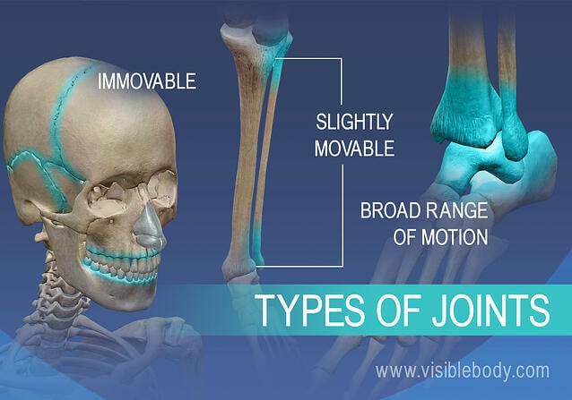 Immovable, slightly movable joints, and joints with a broad range of motion