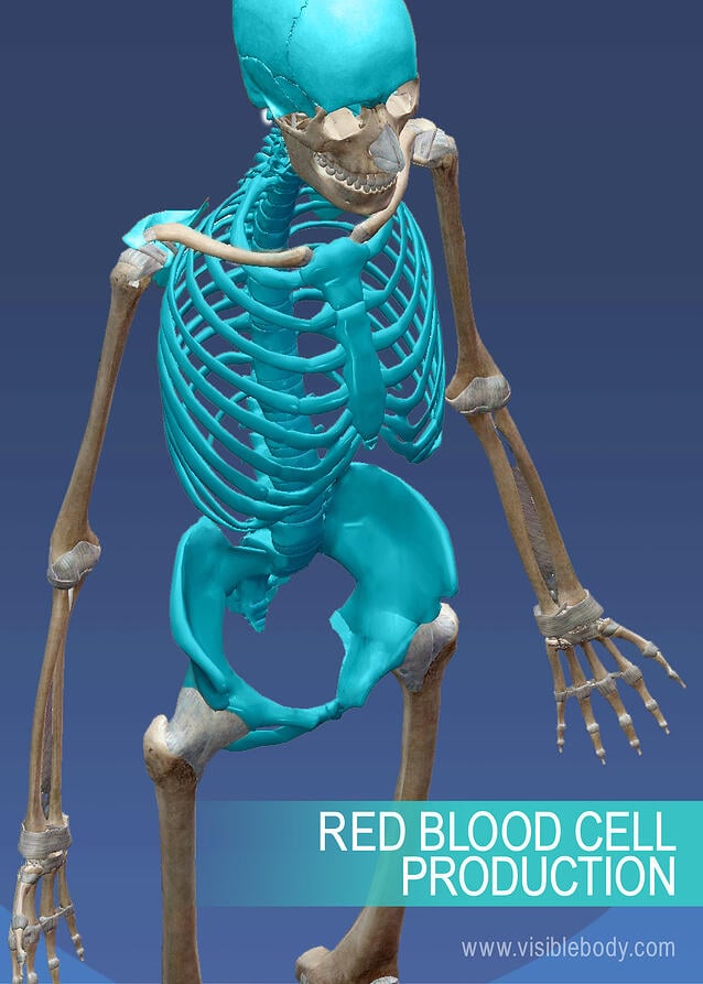 Production of red blood cells in the abdominal region of the axial skeleton