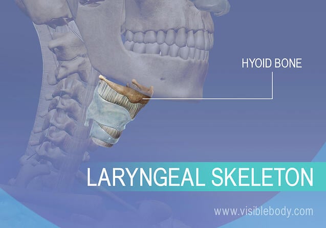 Hyoid bone and larynx