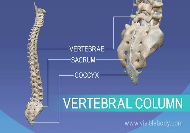 Vertebrae, sacrum, and coccyx in vertebral column
