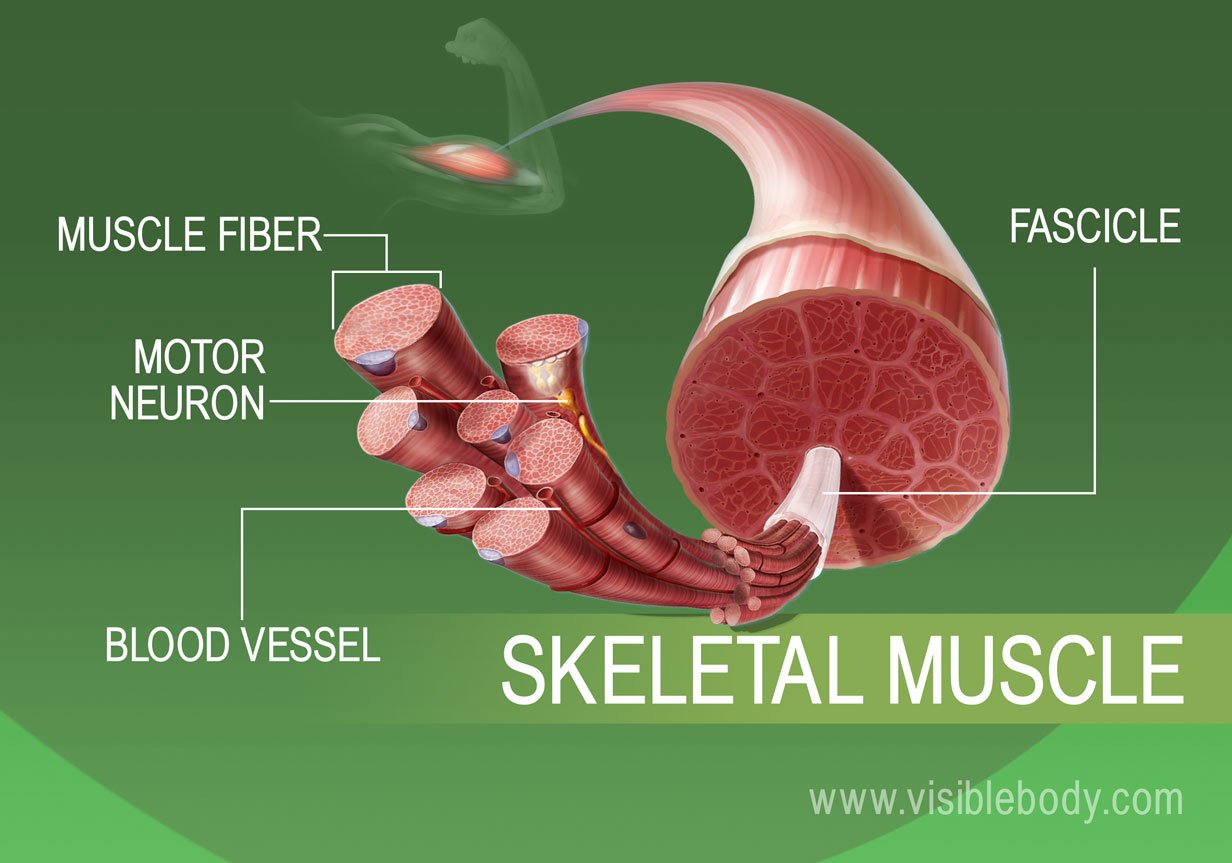 Expanded view of skeletal muscle tissue