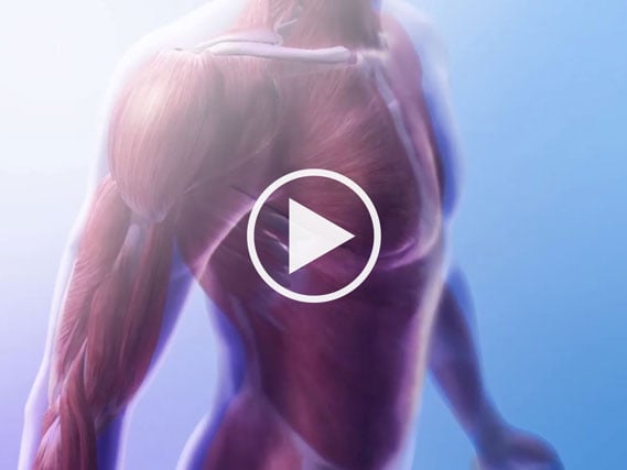 Eine Erklärung des Muskelsystems und der Bewegung