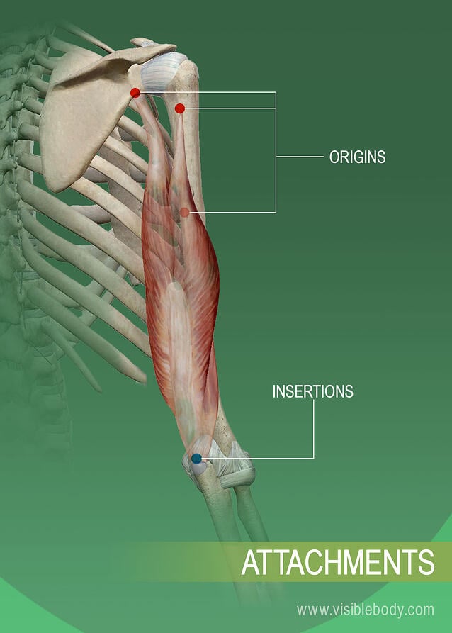 Origins and insertions of a muscle on the bone
