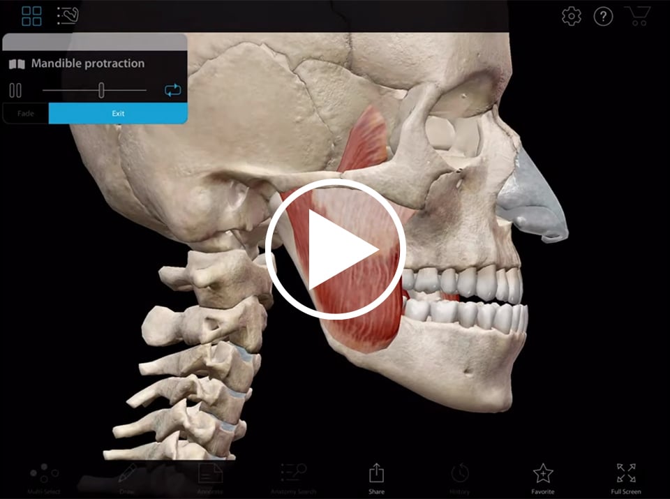 Animation de la protection et de la rétraction de la mandibule présentée dans l'appli Muscle Premium de Visible Body