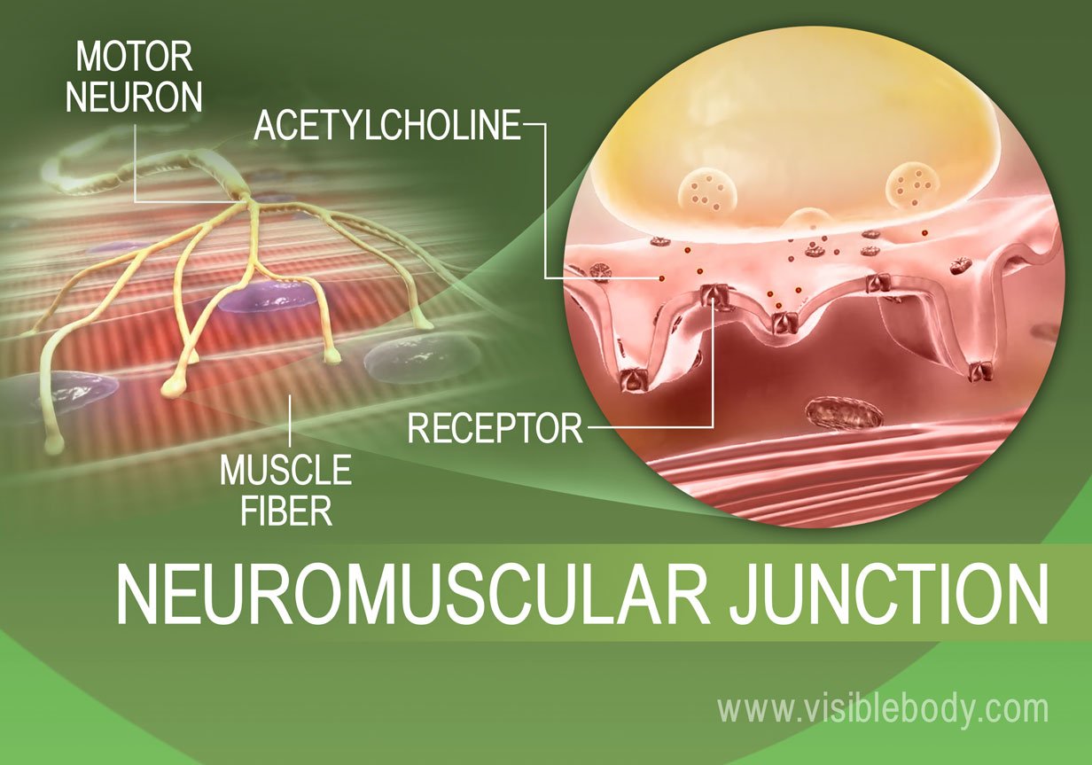 Muscle innervation process