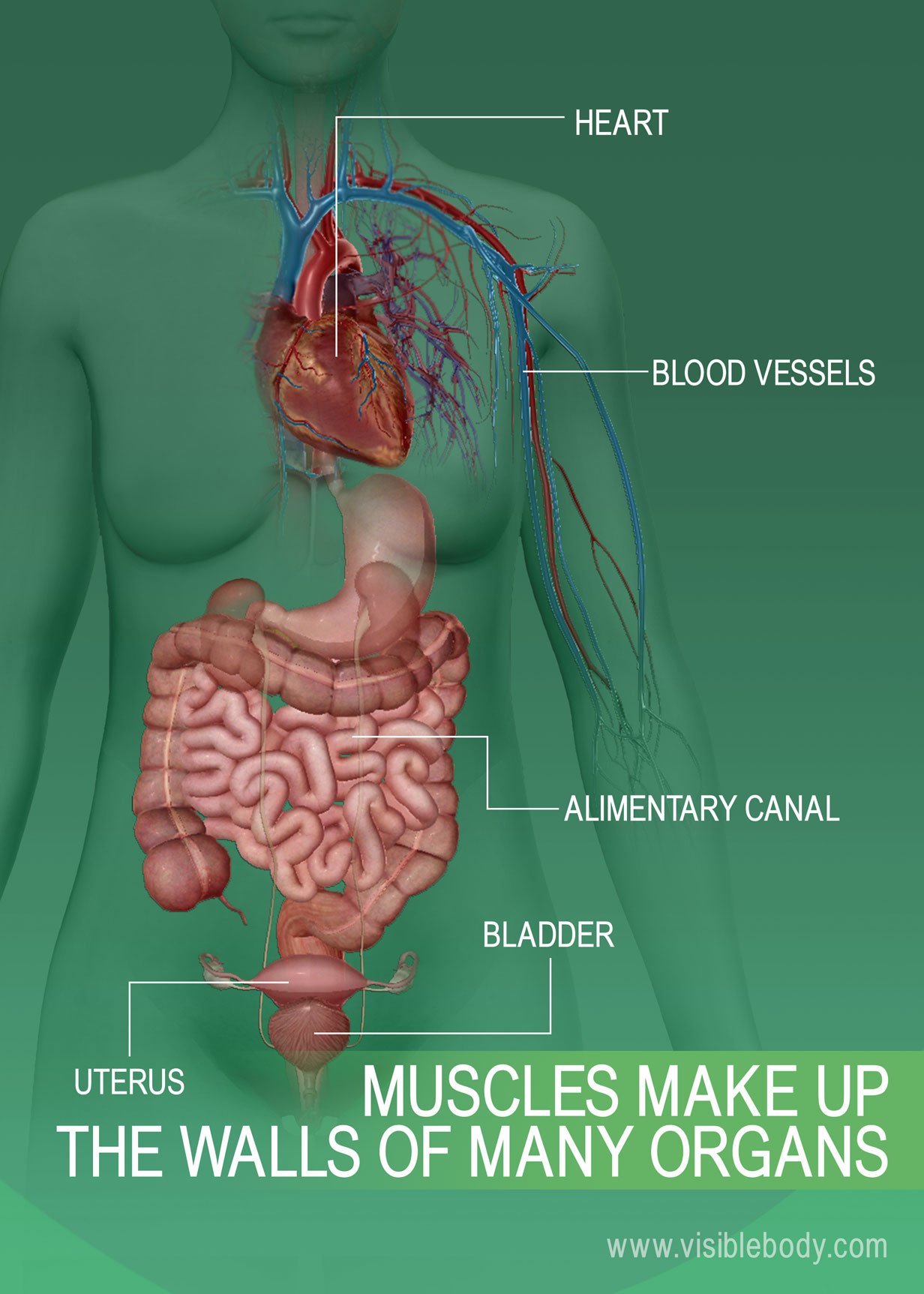 6C-Muscles-Make-Up-The-Walls-of-Many-Organs