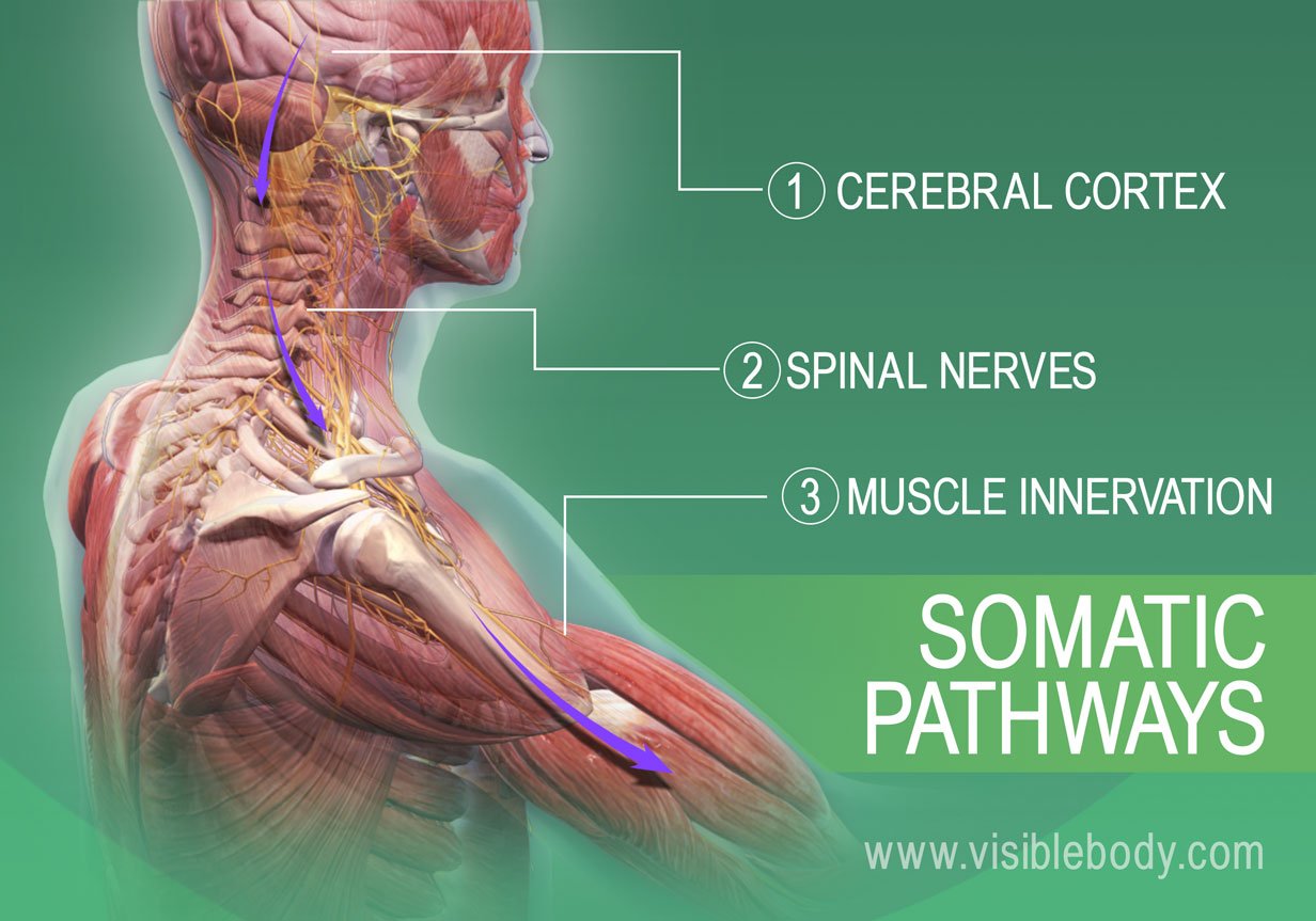 Somatic pathways of muscle innervation