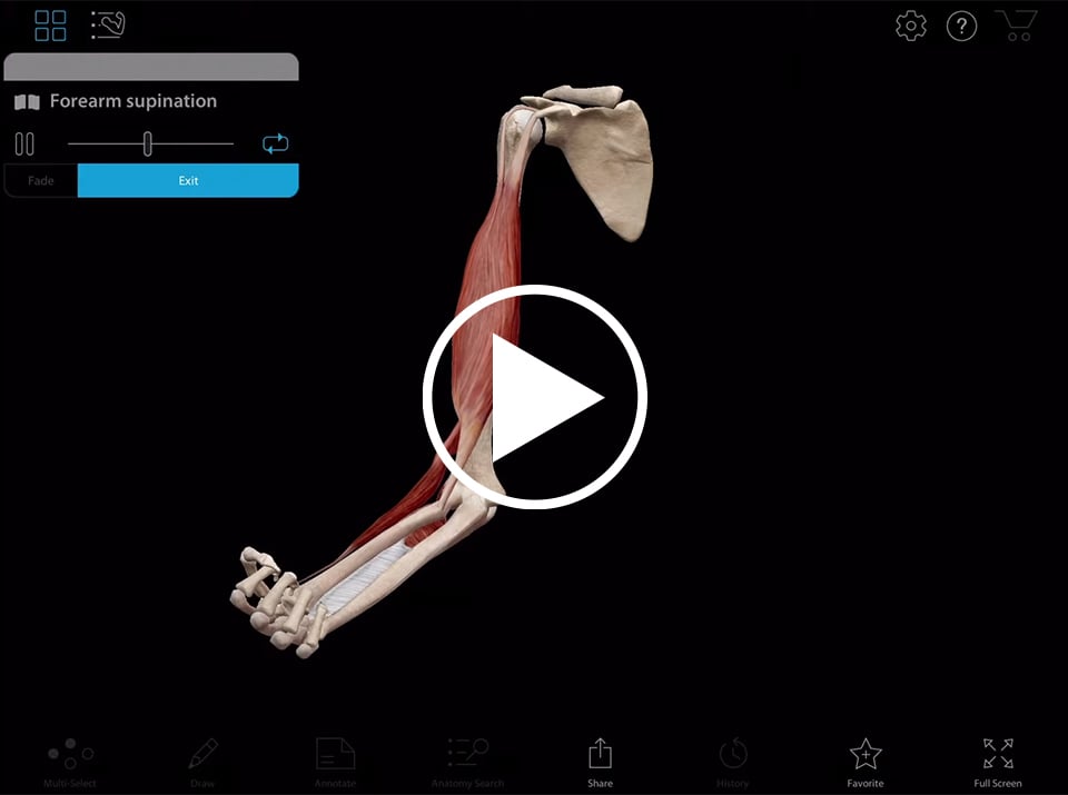 Animation du mouvement du bras présentée dans l'appli Muscle Premium de Visible Body