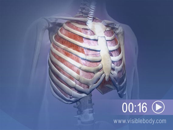 Click to play an animation of pulmonary ventilation