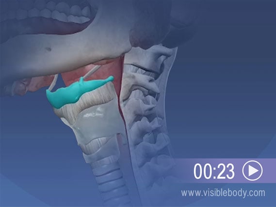 Cliquez ici pour visualiser une animation illustrant la fonction de l'os hyoïde