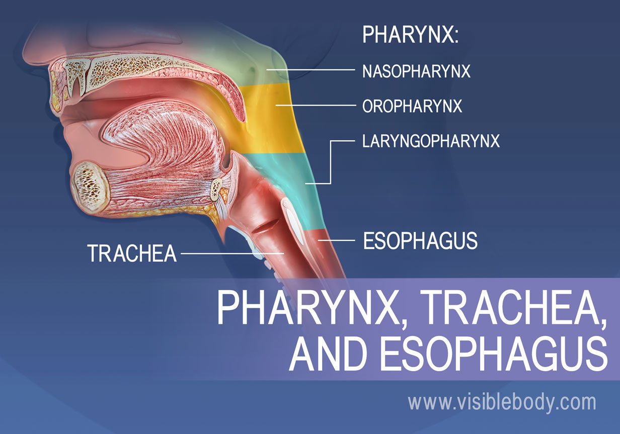 Regions of the pharynx can be broken into the nasopharynx, oropharynx, laryngopharynx