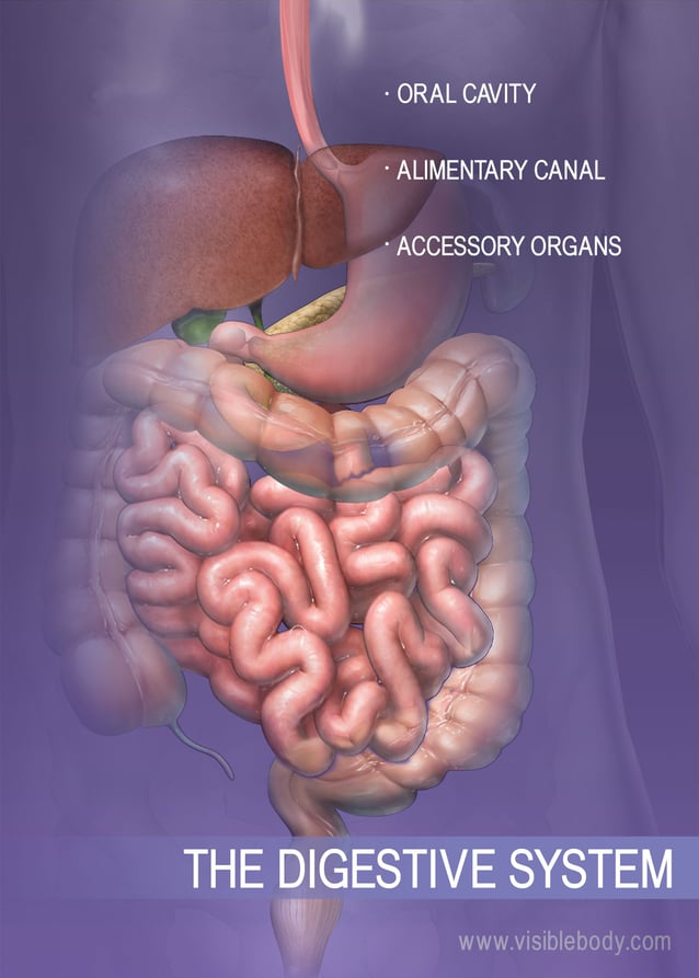 The structures of the lower digestive system