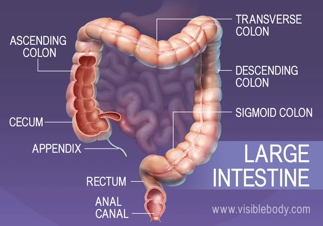 The major sections of the large intestine