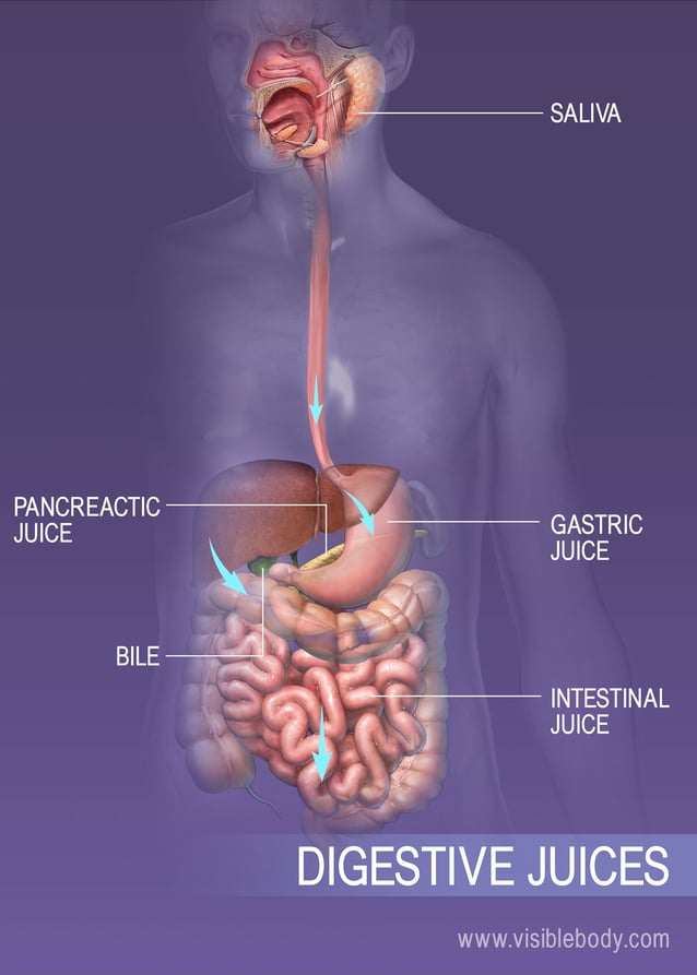Various fluids secreted by the digestive system
