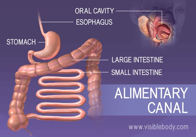 The structures of the alimentary canal