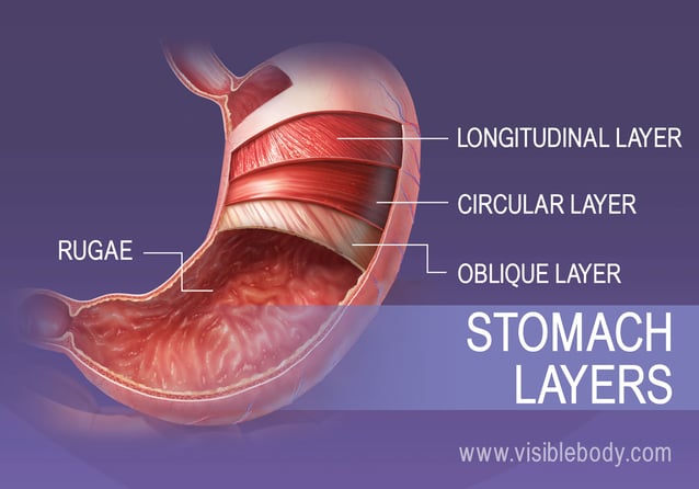 The 4 smooth muscle layers of the stomach