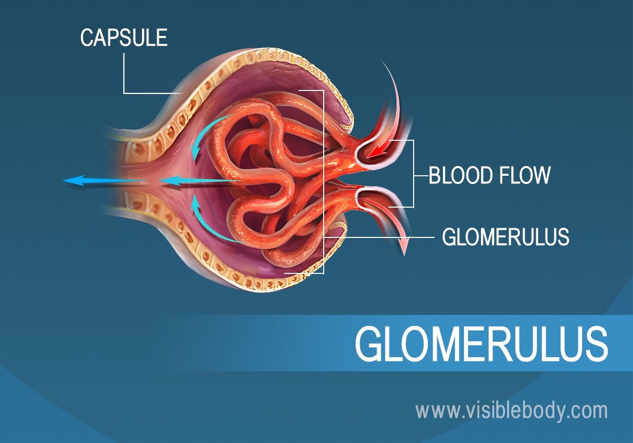 Blood flow through the glomerulus as part of filtration
