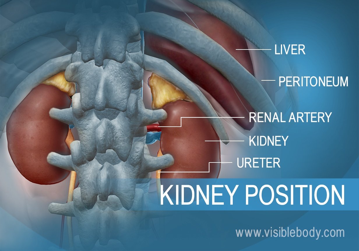 Kidney and ureters in relation to the liver in the abdomen