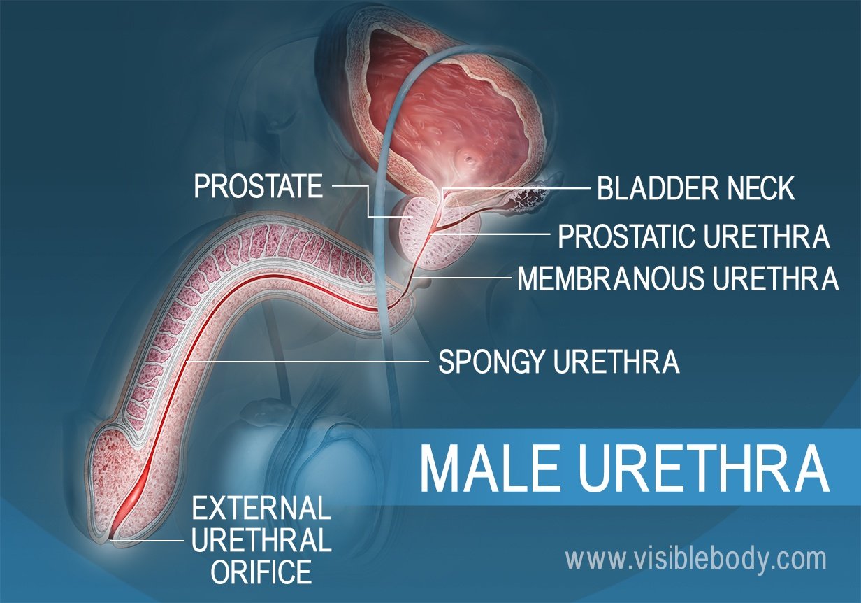 Cross section of the male urethra and its three sections