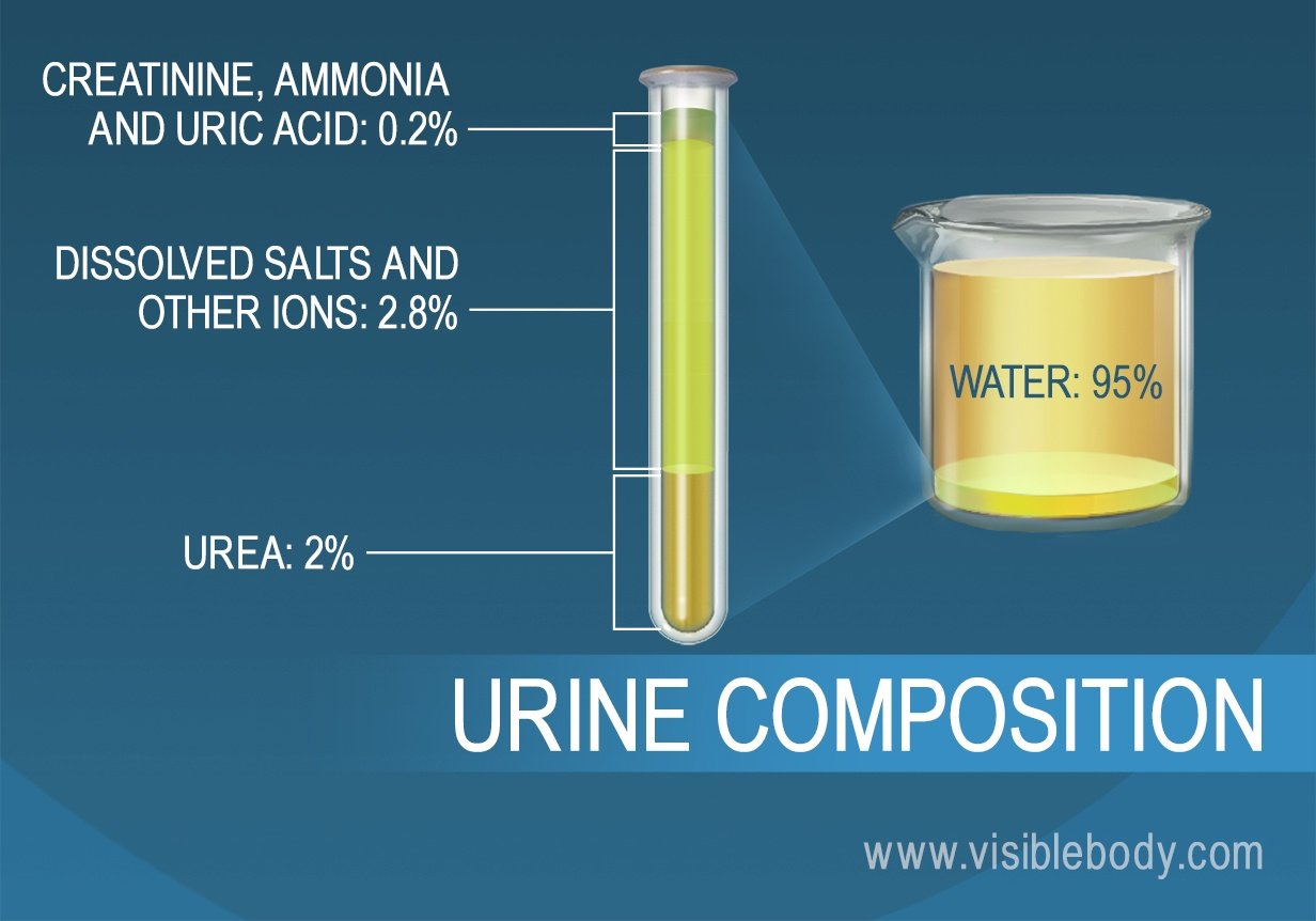 The percentage composition of salts, ammonia, urea, water and other components of urine.