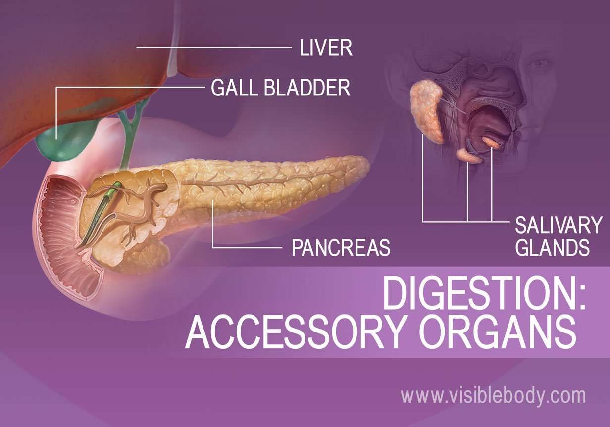 Accessory organs of digestion include the Liver, Gall bladder, Pancreas and Salivary glands