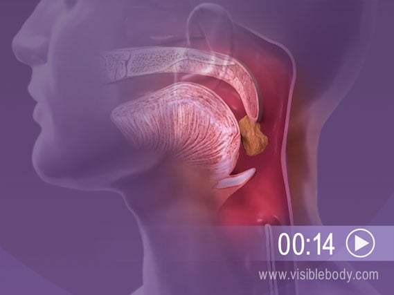 Click to play an animation of the Epiglottis