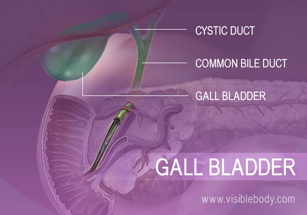 5B-Gall-bladder