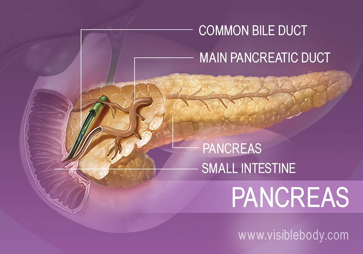 Main pancreatic duct in the cross section of the pancreas