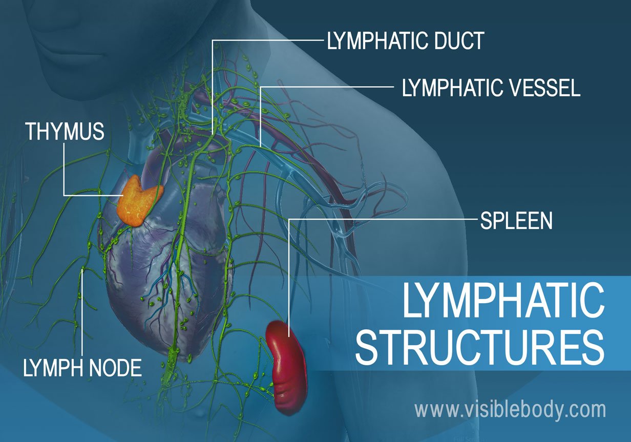 Lymphatic structures include the thymus, lymph nodes, vessels and the spleen