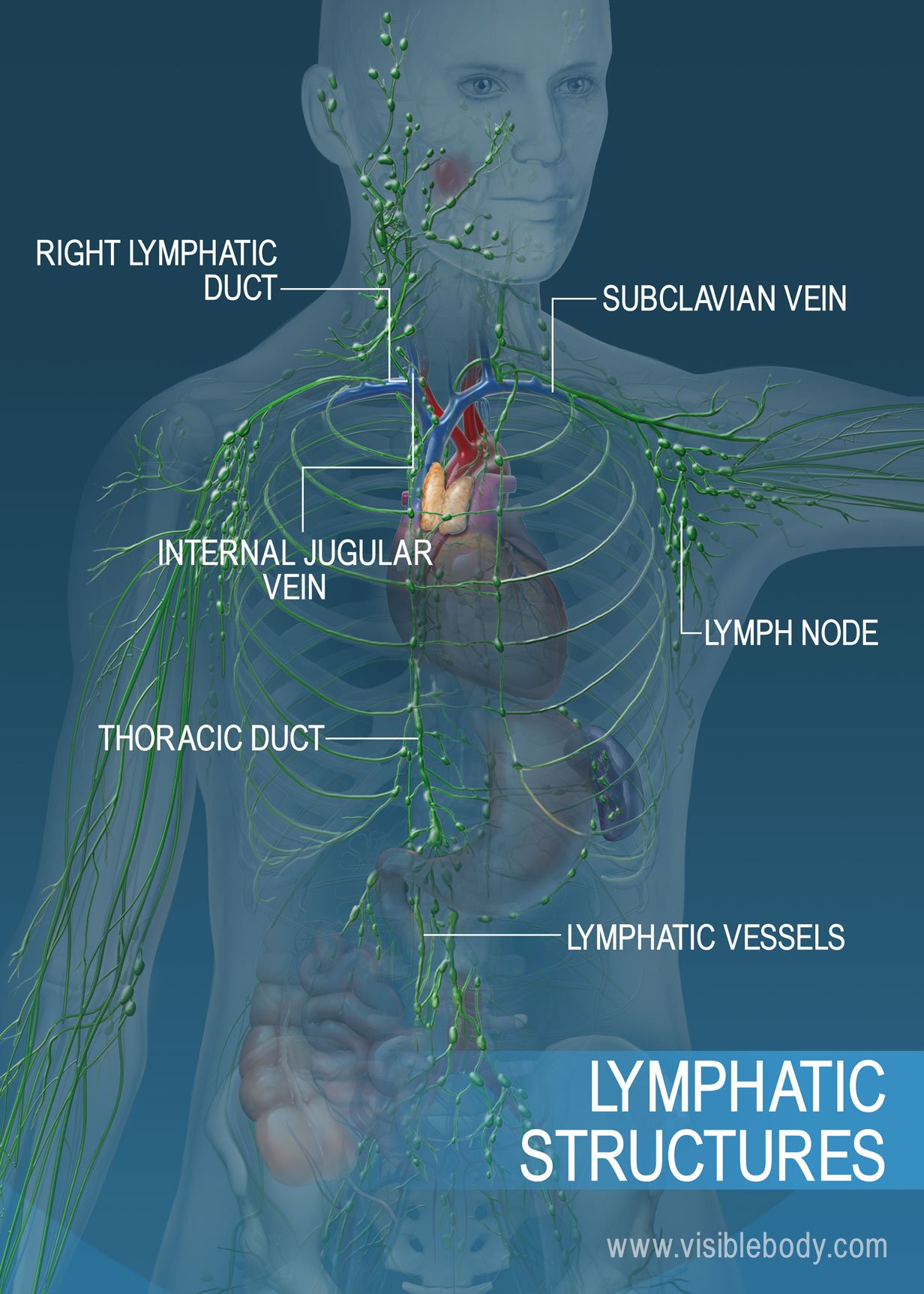The lymphatic vessel network across the torso and arms. Major structures include the thoracic duct, the right lymphatic duct, and lymphatic vessels.