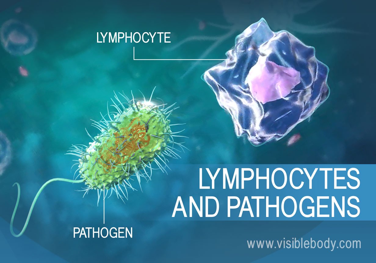 Lymphocytes defend against pathogens in the human body