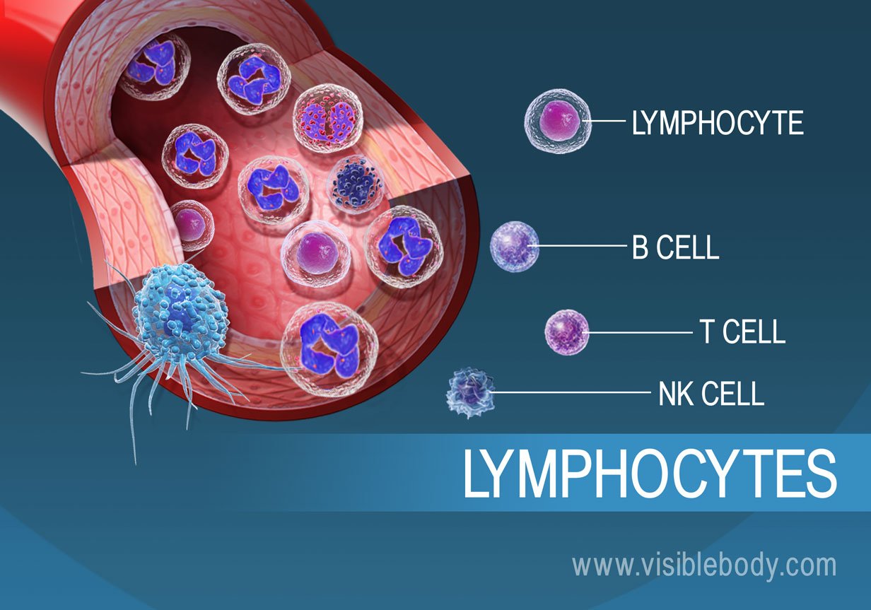 Details on the different types of lymphocytes