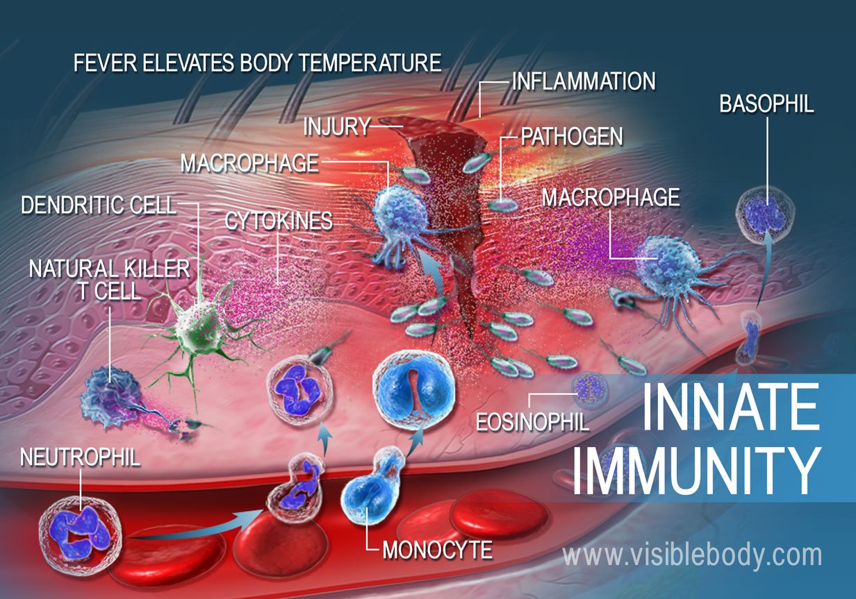 The passive immune system responding to trauma