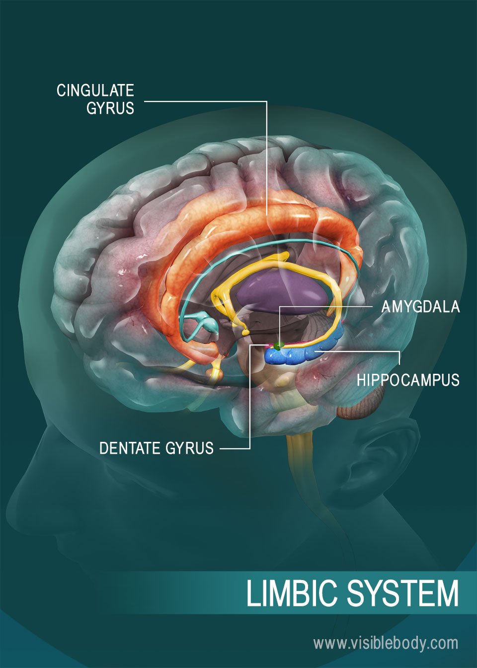 Overview of the limbic system